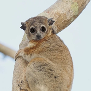 Hubbards Sportive Lemur (Lepilemur hubbardorum) adult, clinging to baobab tree branch in spiny forest