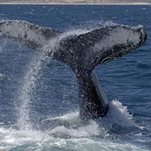 Humpback Whale (Megaptera novaeangliae) adult male, lob-tailing behaviour, beating tail against waters surface