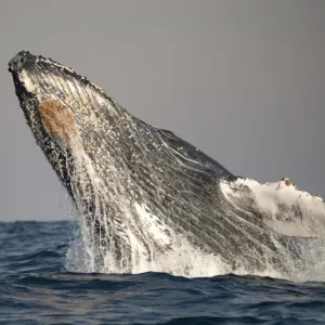 Humpback Whale Print, Adult Breaching at Sea Humpback Whale Print, Adult Breaching at Sea