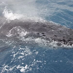 Humpback Whale (Megaptera novaeangliae) adult, close-up of head, surfacing, on migration, Hervey Bay, Queensland, Australia