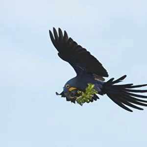 Hyacinth Macaw (Anodorhynchus hyacinthinus) adult, in flight, collecting plant material to line nest, Transpantaneira