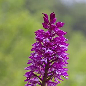 Hybrid Orchid (Orchis hybrida) hybrid of Lady Orchid (O. purpurea) and Military Orchid (O)