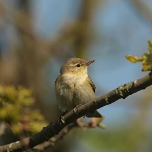 Iberian Chiffchaff (Phylloscopus ibericus) adult male, vagrant, perched on twig, Walderslade, Kent, England, may