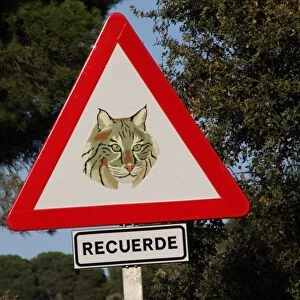 Iberian Lynx (Lynx pardinus) crossing warning sign beside road in dehesa, Sierra de Andujar, Jaen, Andalucia, Spain