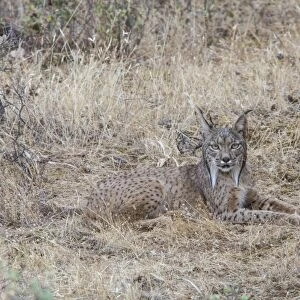 Another name for the Iberian Lynx is the Pardel Lynx (the scientific name is Lynx pardinus)