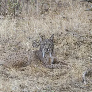 Iberian Lynx Print - Lynx pardinus Iberian Lynx Print - Lynx pardinus