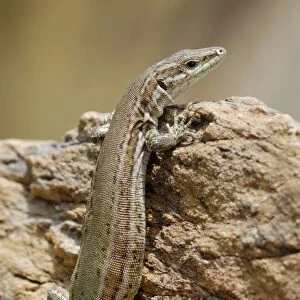Iberian Wall Lizard (Podarcis hispanicus) adult, resting on rocky hillside, Arroyo de la Vid, Monfrague N. P