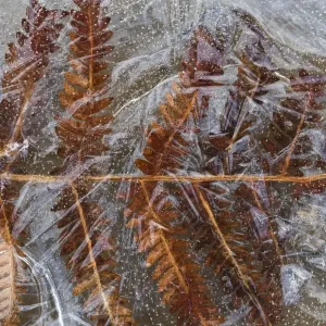Frozen Bracken Frond Print Frozen Bracken Frond Print