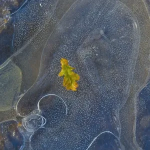 Ice, oak leaf on frozen puddle, Dorset, England, november Ice, oak leaf on frozen puddle, Dorset, England, november