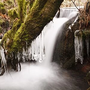 Icicles hanging from branches over cascade in upland stream, Powys, Wales, February