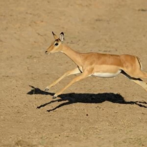 Impala (Aepyceros melampus) adult female, running, South Luangwa N. P. Zambia, June