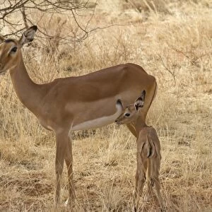 Impala (Aepyceros melampus) adult female, feeding on placenta after giving birth, and newborn calf