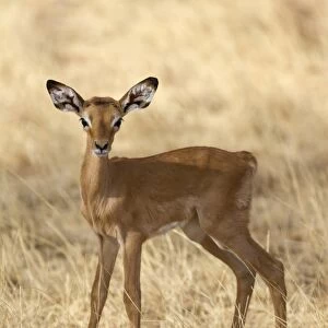 Impala (Aepyceros melampus) newborn calf, standing in dry savannah, Samburu National Reserve, Kenya, August