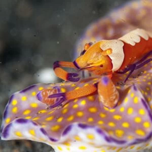 Imperial Shrimp (Periclimenes imperator) adult, feeding, riding on Purple-edged Ceratosoma Nudibranch (Ceratosoma tenue)