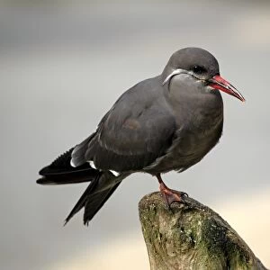 Inca Tern (Larosterna inca) immature, standing on post, captive