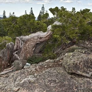 Incense Cedar (Calocedrus decurrens) ancient dwarfed high altitude habit, growing in mountain habitat