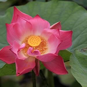 Indian Lotus (Nelumbo nucifera) close-up of flower, Kota Kinabalu, Sabah, Borneo, Malaysia