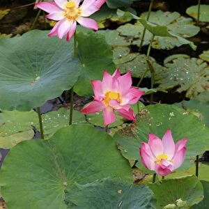 Indian Lotus (Nelumbo nucifera) flowering, Kota Kinabalu, Sabah, Borneo, Malaysia