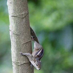 Indian Palm Squirrel (Funambulus palmarum) adult, descending tree trunk, Sri Lanka, January