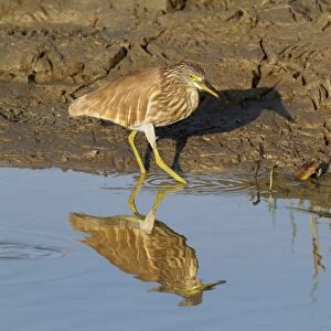 Indian Pond-heron (Ardeola grayii) adult, non-breeding plumage, walking on mud at edge of water, Bundala N. P