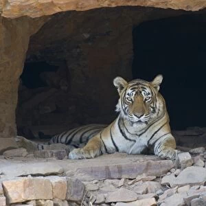 Indian Tiger (Panthera tigris) adult, resting in hermits cave, Ranthambore N. P. Rajasthan, India