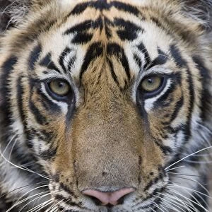 Indian Tiger (Panthera tigris) juvenile male, close-up of head, Bandhavgarh N. P. Madhya Pradesh, India