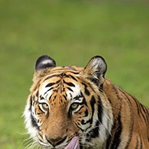 Indian Tiger (Panthera tigris tigris) adult, licking mouth, close-up of head, captive