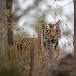 Indian Tiger (Panthera tigris tigris) adult, standing in forest, Kanha N. P. Madhya Pradesh, India, March