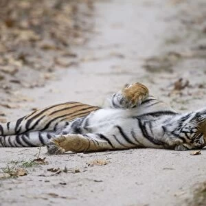 Indian Tiger (Panthera tigris tigris) adult, laying on forest track, Kanha N. P. Madhya Pradesh, India, March