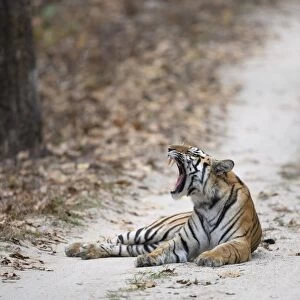 Indian Tiger (Panthera tigris tigris) adult, yawning, laying on forest track, Kanha N. P. Madhya Pradesh, India, March