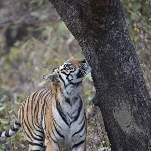Indian Tiger (Panthera tigris tigris) adult, smelling scent mark on tree trunk, Kanha N. P. Madhya Pradesh, India, March