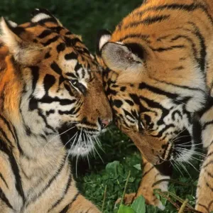 Indian Tiger (Panthera tigris tigris) female with ten month old male cub, rubbing heads together Indian Tiger (Panthera tigris tigris) female with ten month old male cub, rubbing heads together