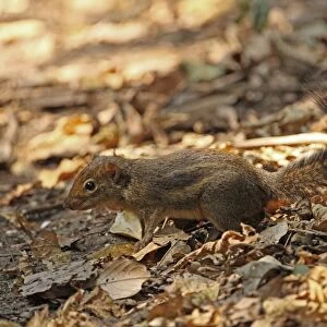 Indochinese Ground Squirrel (Menetes berdmorei) adult, standing on forest floor, Kaeng Krachan N. P. Thailand, february