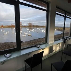 Interior of birdwatching observatory, overlooking Whooper Swan (Cygnus cygnus) and Mute Swan (Cygnus olor) mixed flock