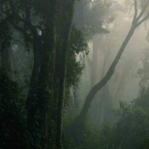 Interior of misty tropical montane forest habitat, Nyungwe Forest N. P. Albertine Rift, Rwanda, october