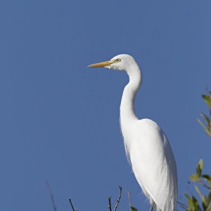 Intermediate Egret (Mesophoyx intermedia) adult, perched on branch, Gambia, january