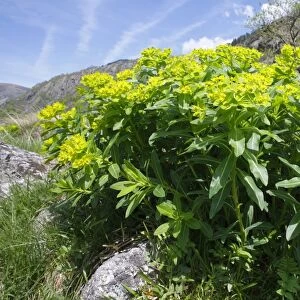Irish Spurge (Euphorbia hyberna) flowering, growing on mountain slope, Pyrenees, Ariege, France, may