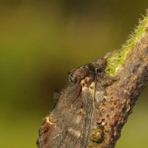 Iron Prominent Moth (Notodonta dromedarius) adult, resting on twig, Oxfordshire, England, may