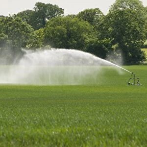 Irrigating crop in field with automated sprinkler system, Norfolk, England, may