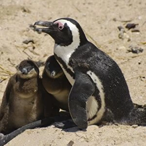 Jackass Penguin (Spheniscus demersus) adult with chicks, sitting on sand, Boulders Beach, Simons Town, Western Cape