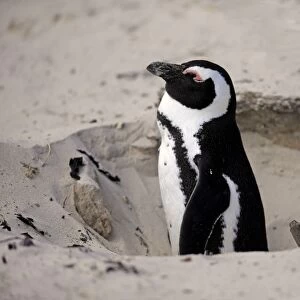 Jackass Penguin (Spheniscus demersus) adult, at nesting burrow entrance in sand, Boulders Beach, Simonstown