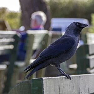Jackdaw on a park bench
