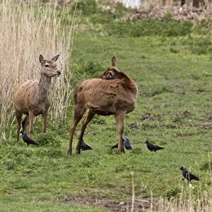 Jackdaws collect fur from Red Deer Hinds at RSPB MInsmere, Suffolk