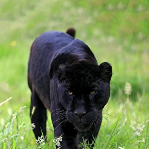 Jaguar (Panthera onca) Black Panther melanistic form, adult, walking on grass, July (captive)