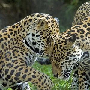 Jaguar (Panthera onca) two playing, head rubbing