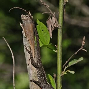 Jamaican Brown Anole (Anolis lineatopus) adult male, with partially extended dewlap, resting on stick, Linstead