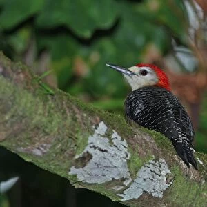 Jamaican Woodpecker (Melanerpes radiolatus) adult male, perched on branch, Ecclesdown Road, Jamaica, march