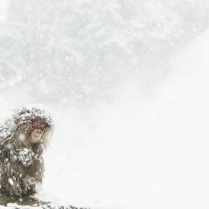 Japanese Macaque (Macaca fuscata) adult, huddled up during heavy snowfall, near Nagano, Honshu, Japan, February