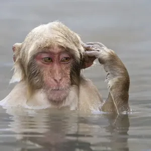 Japanese Macaque (Macaca fuscata) young, scratching ear, sitting in hotspring, near Nagano, Honshu, Japan, winter Japanese Macaque (Macaca fuscata) young, scratching ear, sitting in hotspring, near Nagano, Honshu, Japan, winter