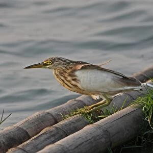 Javan Pond-heron (Ardeola speciosa) adult, winter plumage moulting into breeding plumage, standing on bamboo pontoon at edge of water, Thailand, february